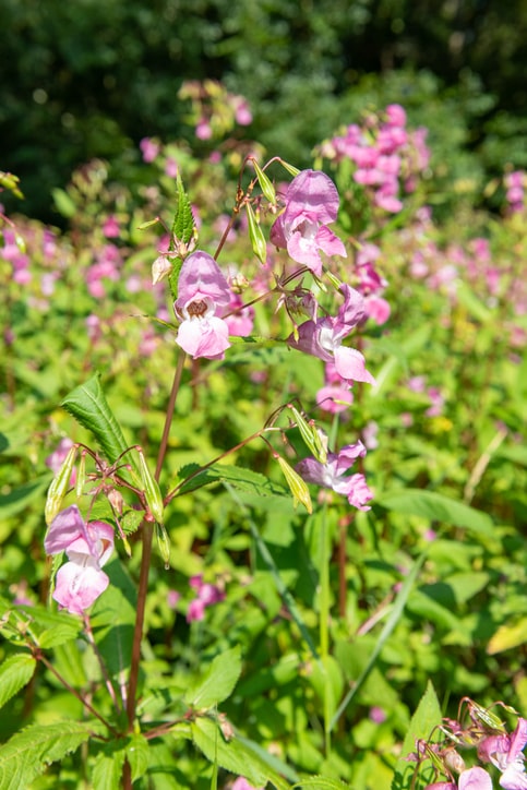 Image of flowers.