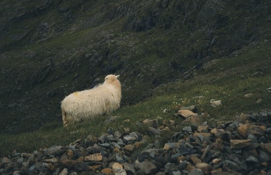 Image of a sheep.