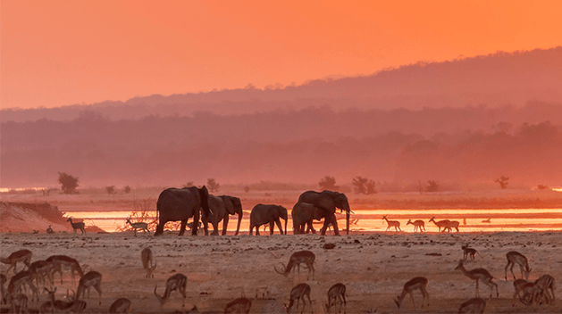 Image of African elephants by the Zambezi river at sunset