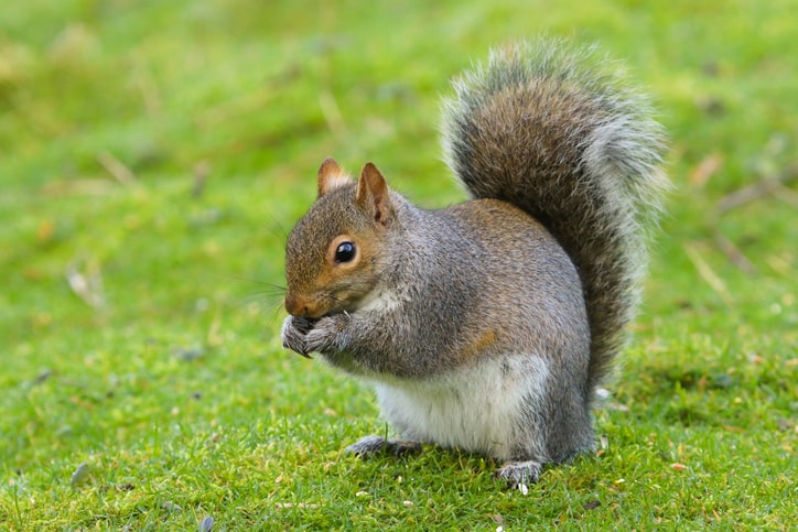 Image of Grey Squirrel.