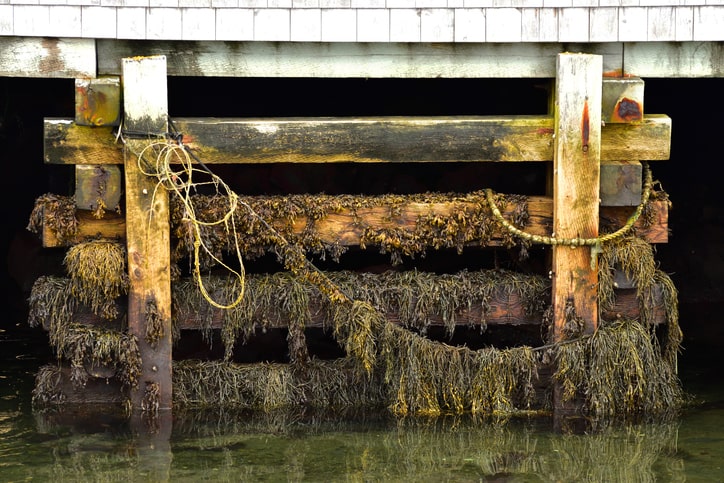 Image of seaweed growing on a rope.