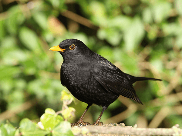 Image of a black bird